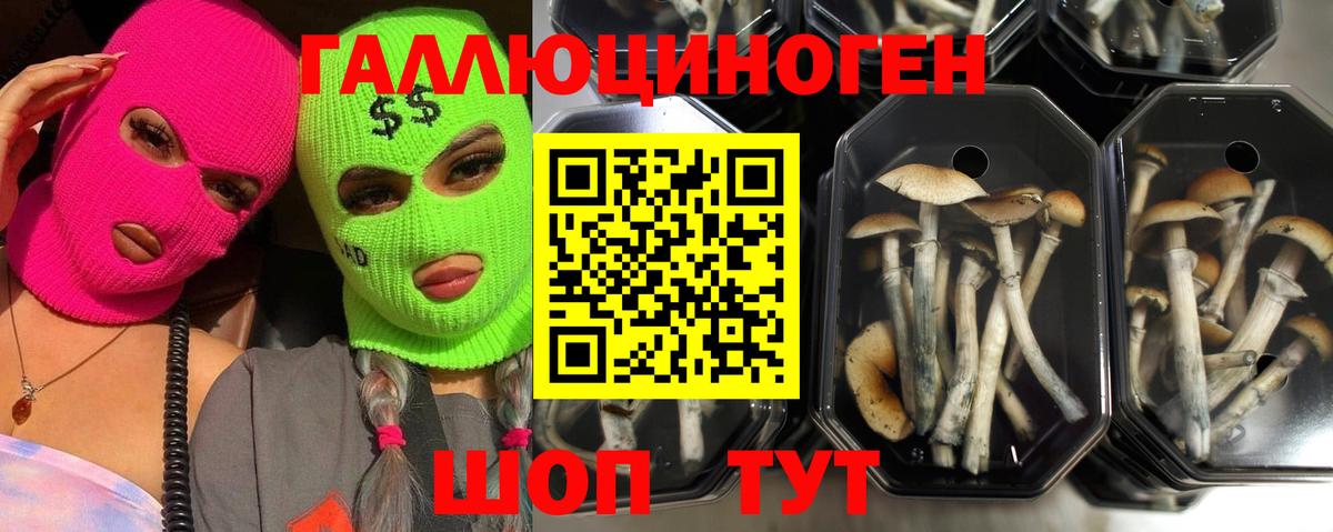Галлюциногенные грибы Psilocybe Можайск